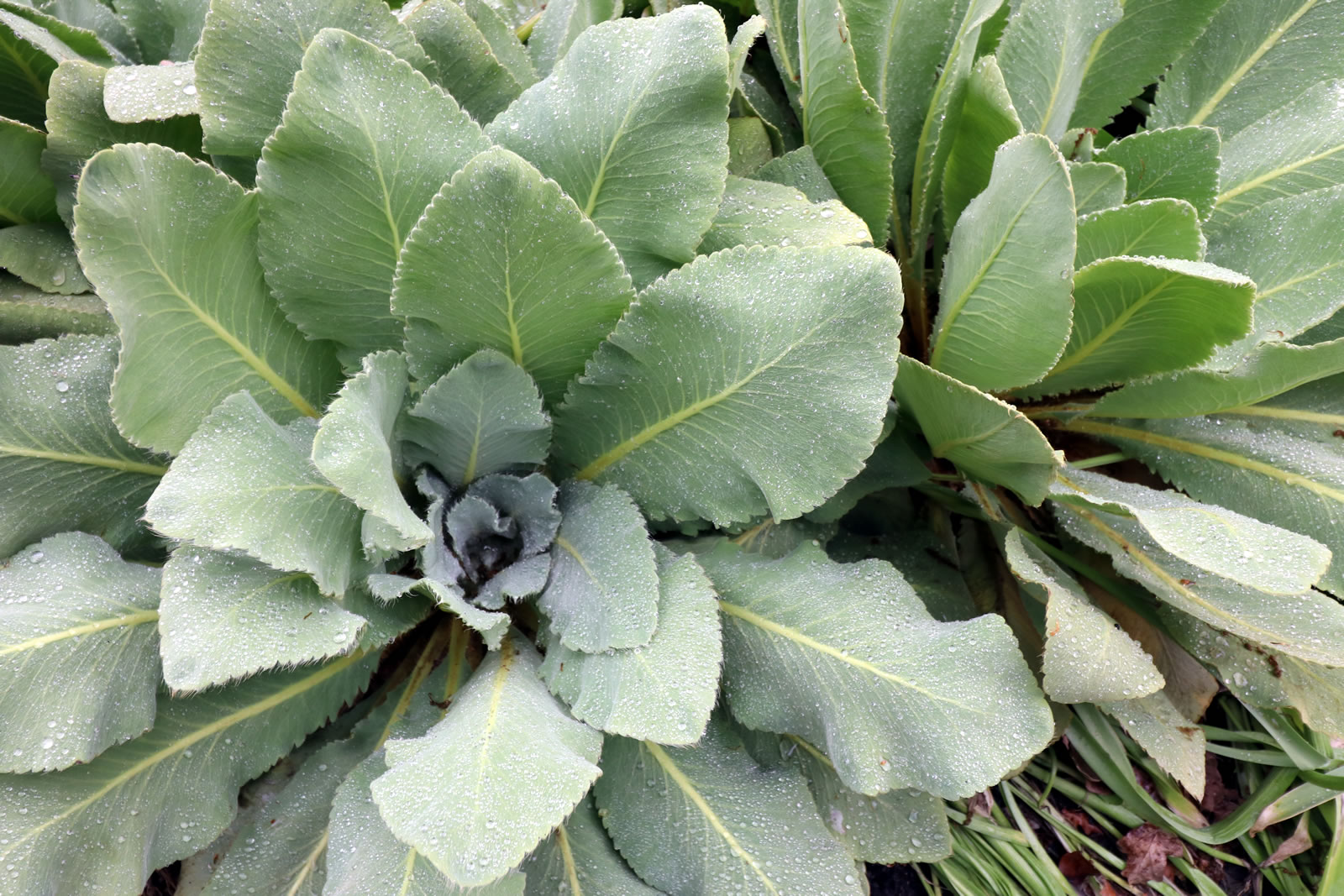 2017 10 15 Botanic Gardens 18
